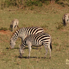 Plains zebra