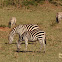 Plains zebra