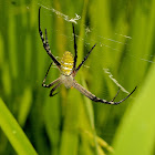 Oval St. Andrew's Cross Spider