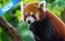 Red Panda Wallpaper small promo image