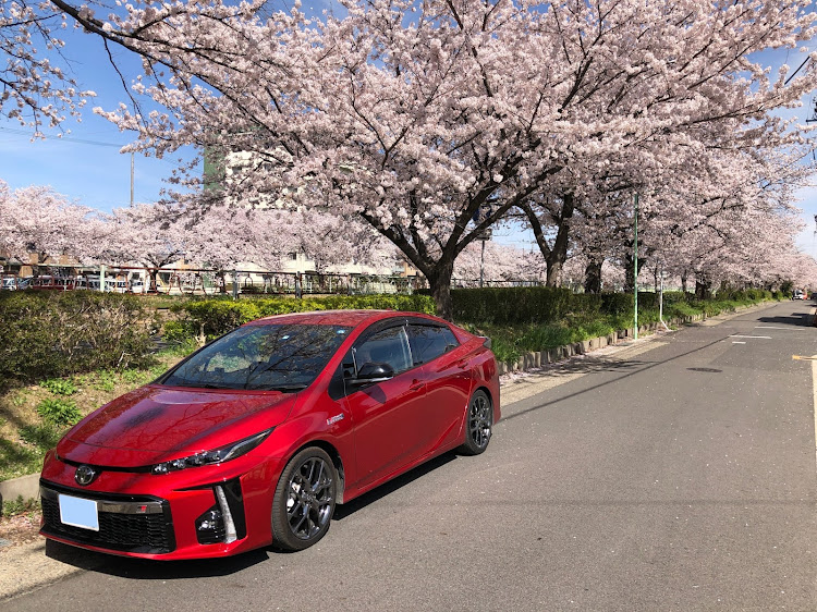 プリウスPHVの2022年春・桜と愛車・PHV GR・桜とコラボ🌸に関するカスタム事例の投稿画像1枚目