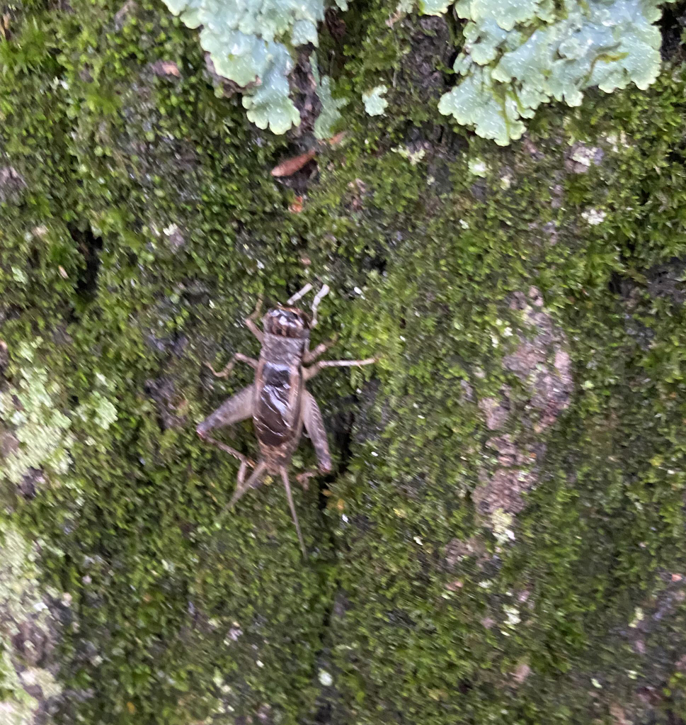 Field cricket