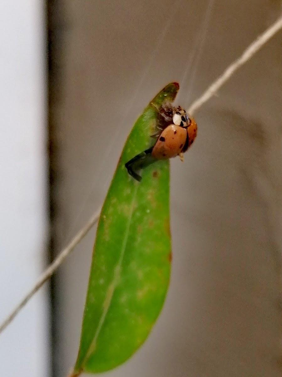 Last days of mother ladybug