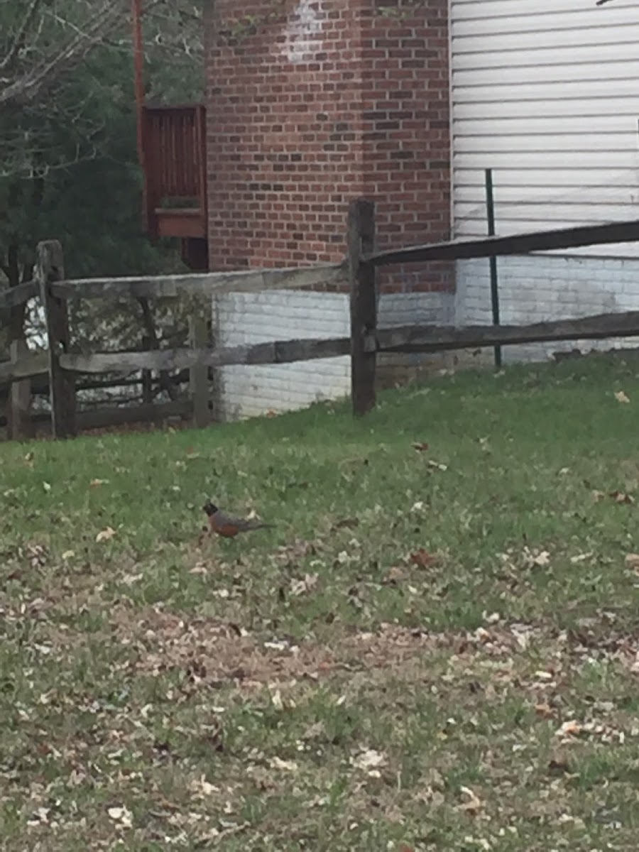 American Robin