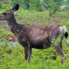 Mule deer