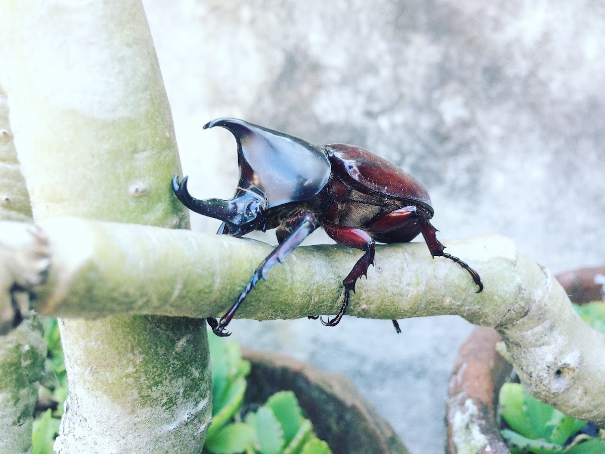 Rhinoceros Beetle