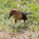 Boat-Tailed Grackle(Female)