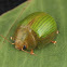 Leaf Beetle