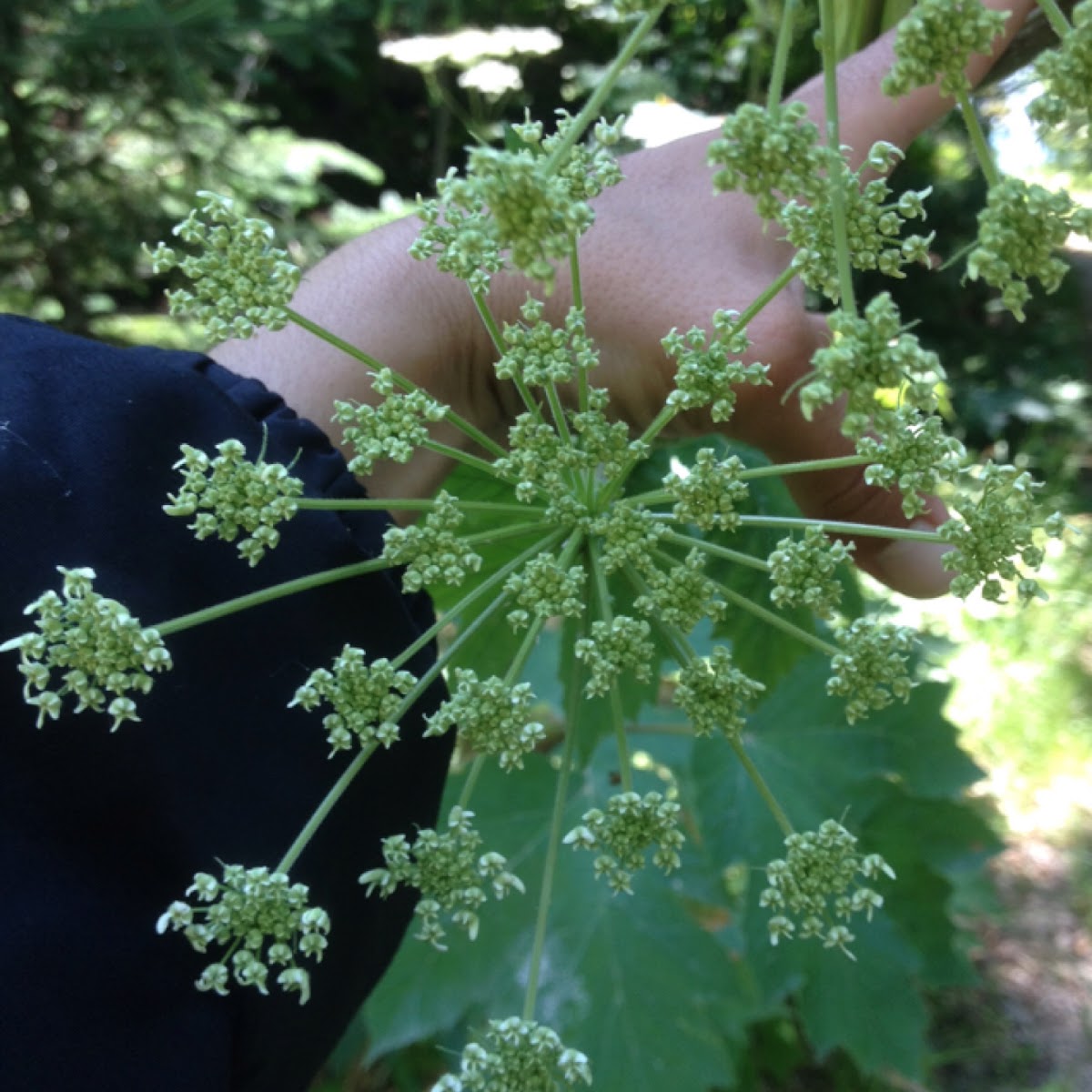 Cow Parsnip