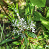 Labrador Tea