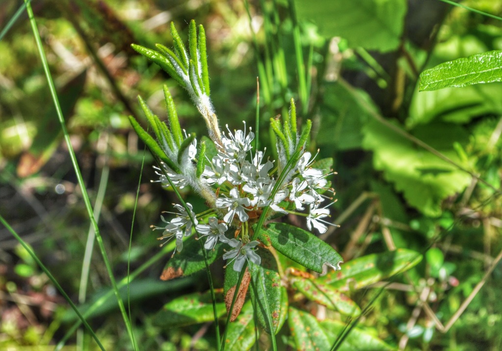 Labrador Tea