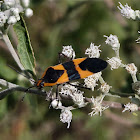 Large milkweed bug