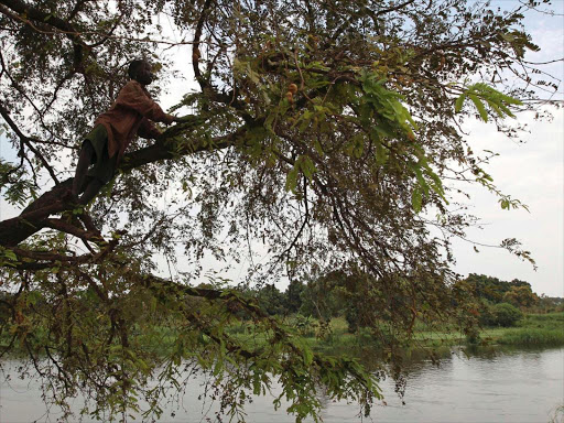 A southern Sudanese boy plays on a tree along the Nile River bank in Juba December 28, 2010. /REUTERS