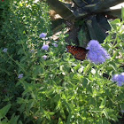 Monarch Butterfly