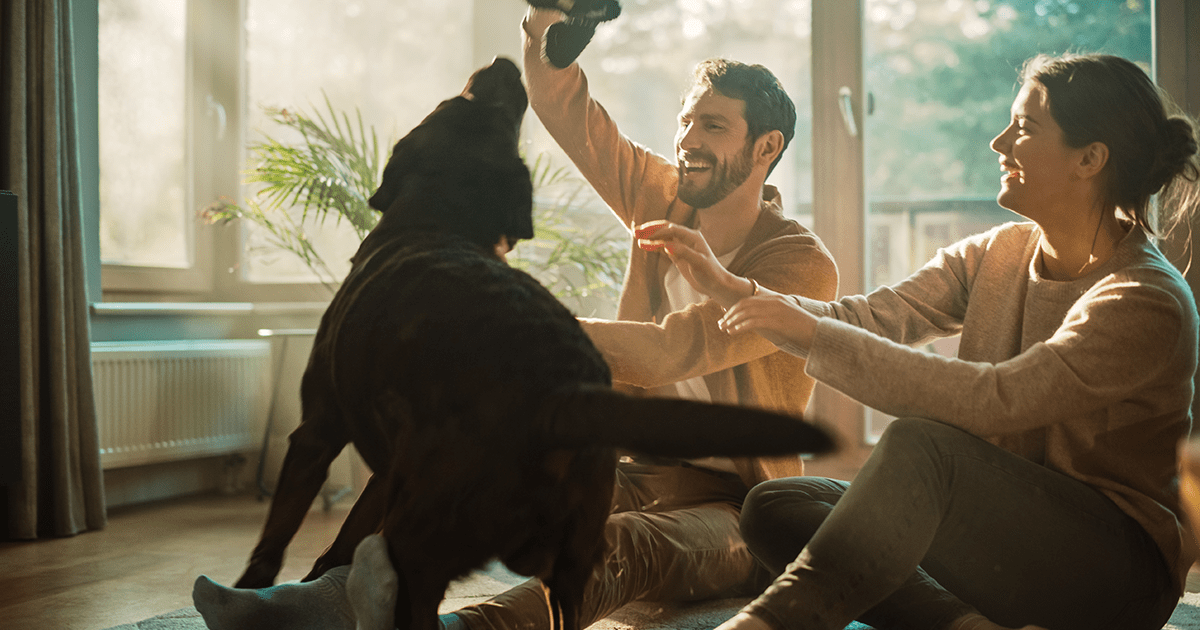 black labrador playing with family