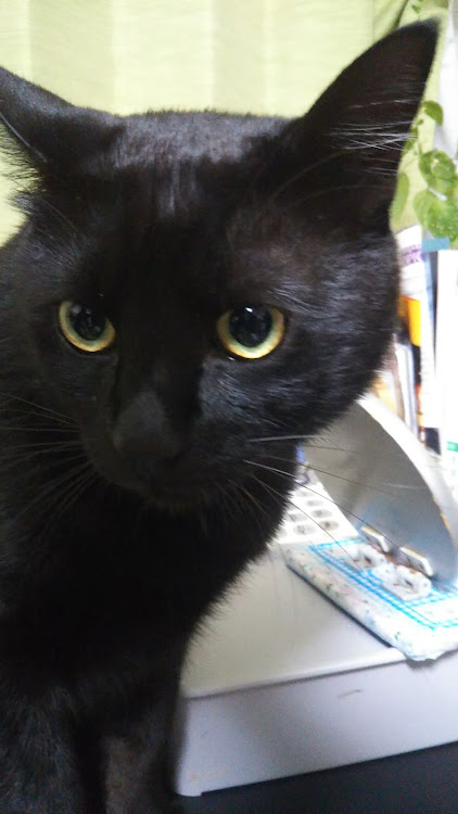 アクセラの愛猫部No4 チメちん・愛猫部No9 クロたん・ﾚｸﾞﾉ60タイヤ・フルブラ・tow-k× two-k○に関するカスタム事例の投稿画像7枚目