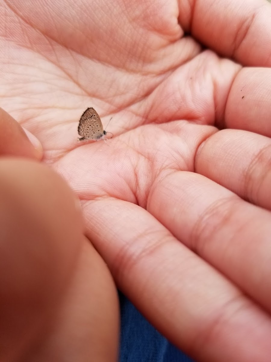 tiny grass blue