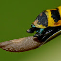 Stick Insect, Phasmid - Female