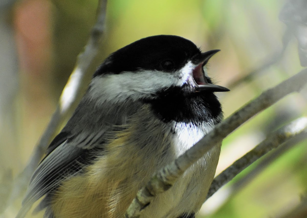 Black-capped Chickadee