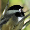 Black-capped Chickadee