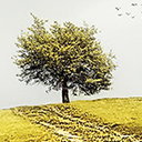 Landschaft Baum Design