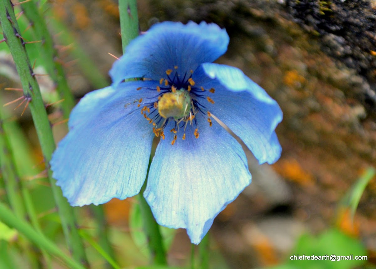 Himalayan Blue Poppy