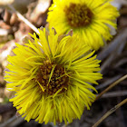 Coltsfoot