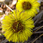 Coltsfoot