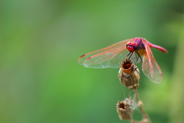 DragonFly di velo_di_maya