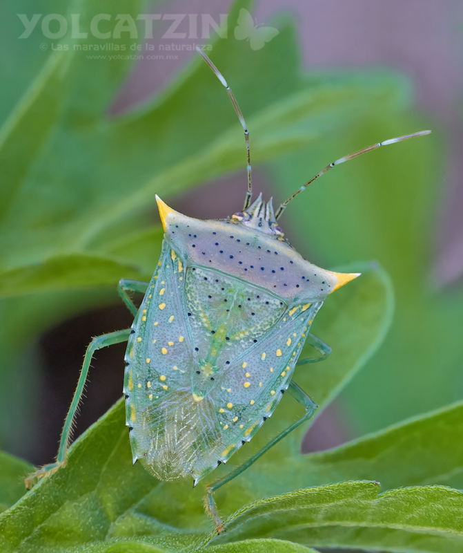 Tomato Stink Bug