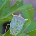 Tomato Stink Bug