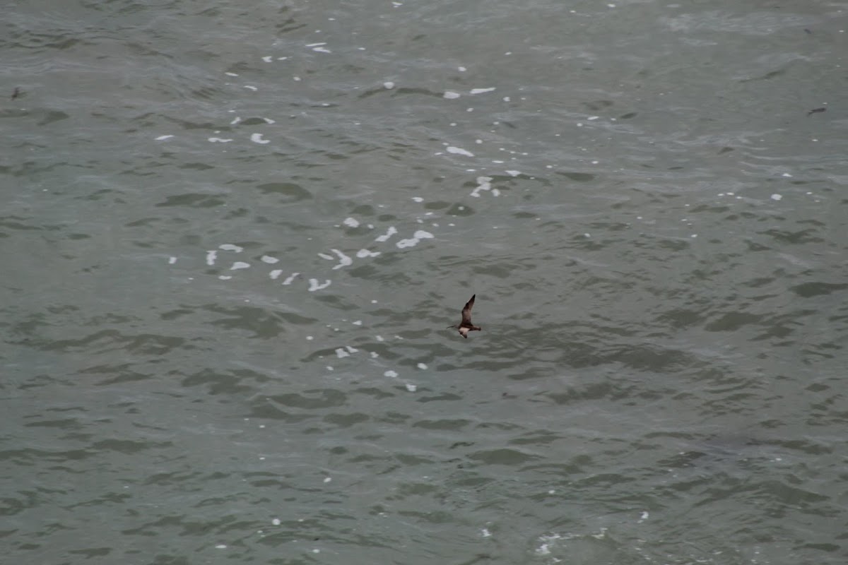 Hudsonian Whimbrel