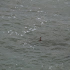 Hudsonian Whimbrel