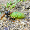 Asian Hornet N Cicada (Cicada Killer)