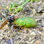 Asian Hornet N Cicada (Cicada Killer)