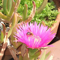 Un fiore APErto di 