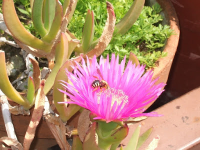 Un fiore APErto di tonino