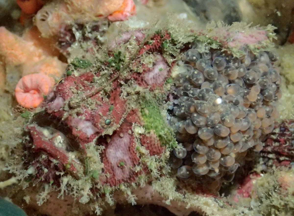 Marble-Mouthed Frogfish