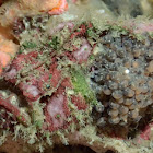 Marble-Mouthed Frogfish