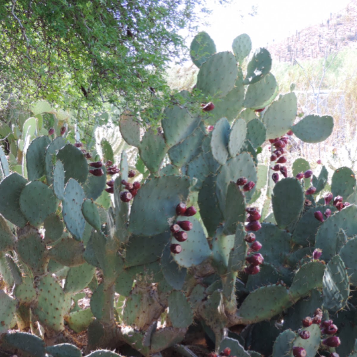 Texas Prickly Pear