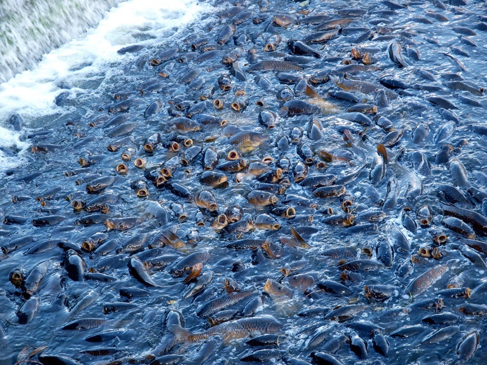 Linesville, onde os patos caminham sobre peixes