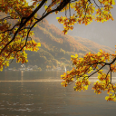 Tree branches by the lake