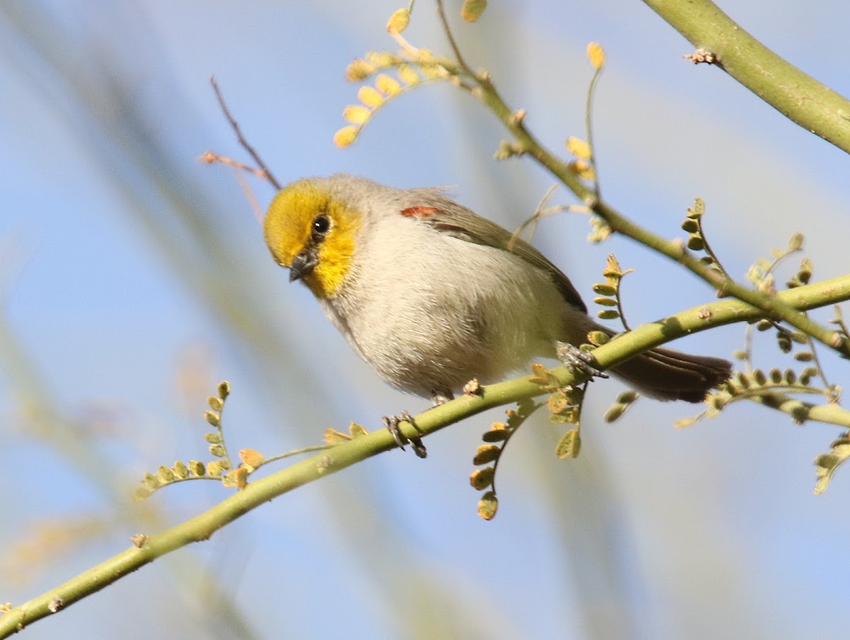 Verdin