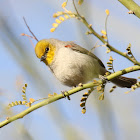 Verdin