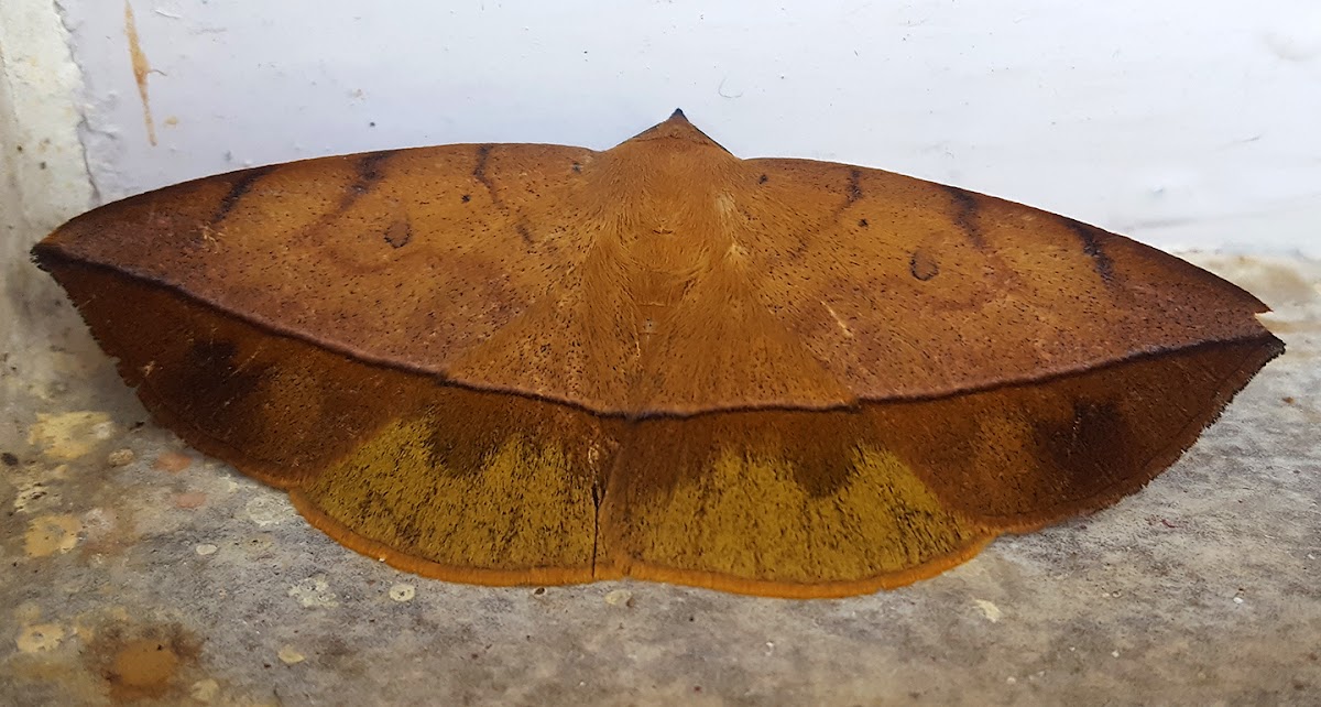 Pendlebury's Leaf Moth