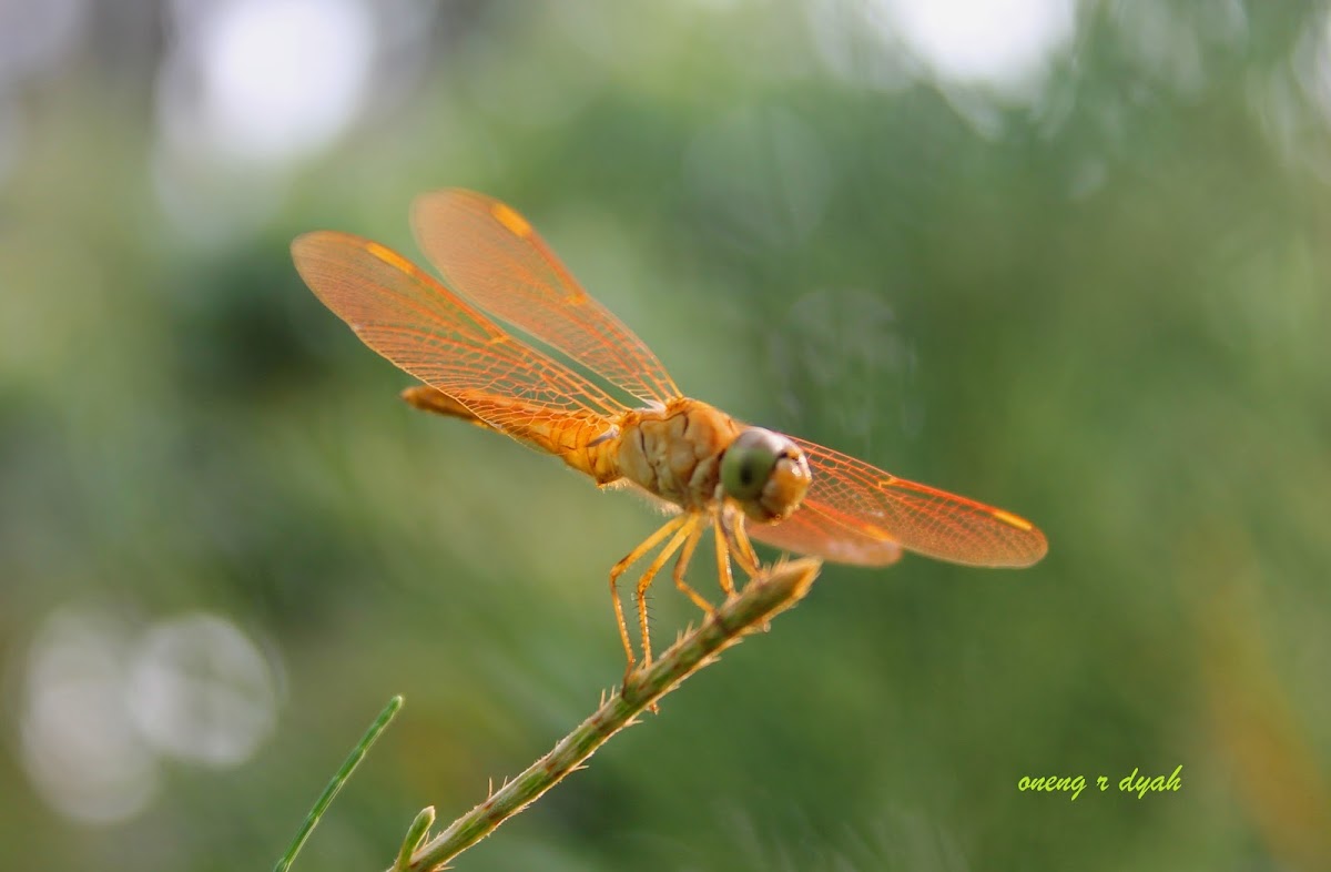 Dragonfly