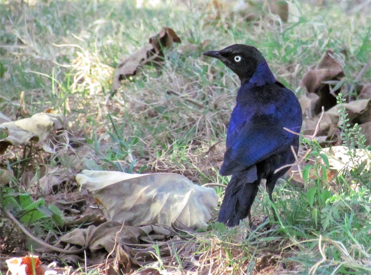 Rüppell's Starling