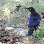 Rüppell's Starling