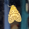 Footmen Moth