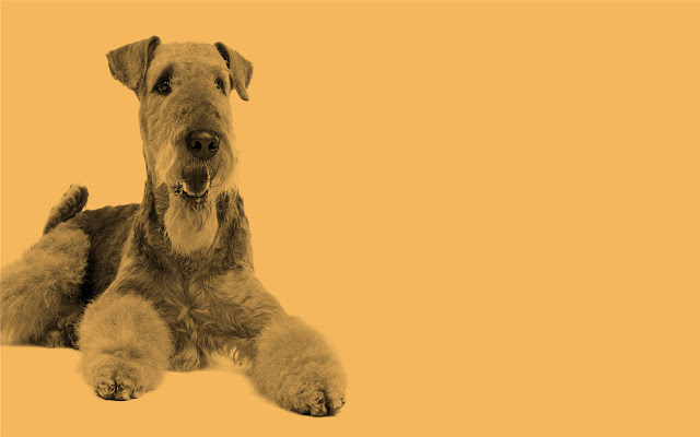 Lakeland Terrier Themes & New Tab